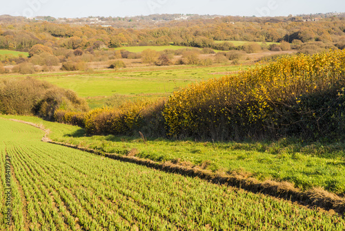 View of new crops in a farming landscape in spring in Combe Valley, East Sussex, England © David EP Dennis 