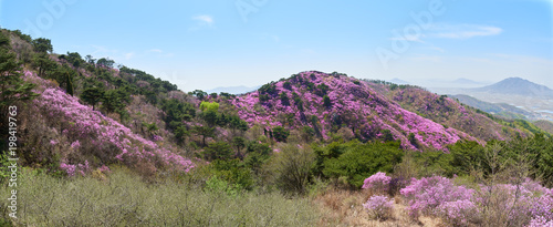 Goryeosan azalea festival
