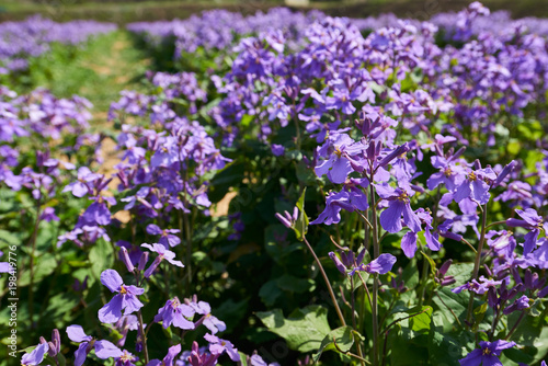 Lunaria Koreana L. var cheongyuchae