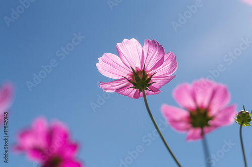 Close focus on pink cosmos flower with transparent petals touching sunlight with clear blue sky as background.