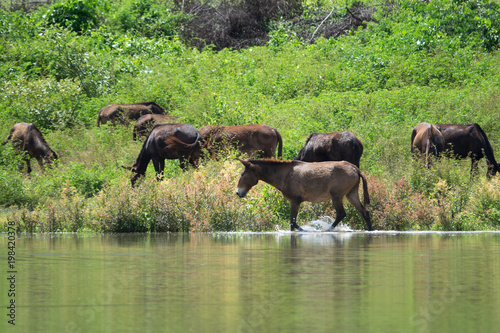 Mule horse in a scenic landscape