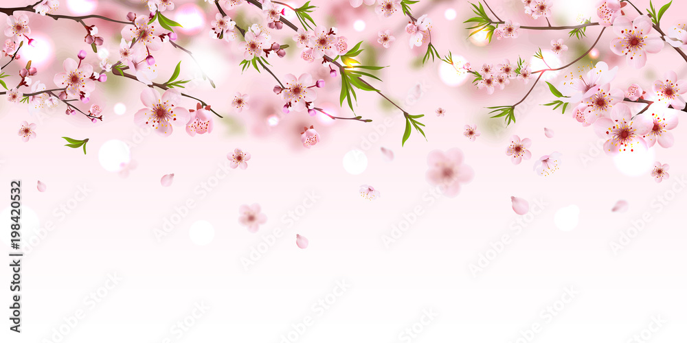 Blooming branch chinese cherry background with falling petals, spring vector illustration