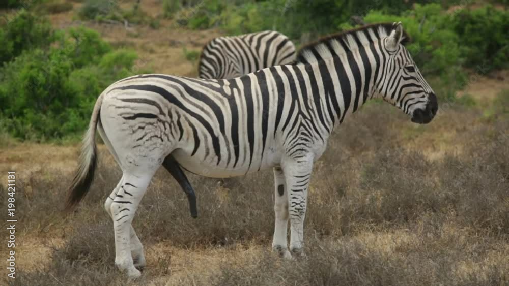 Zebra penis size