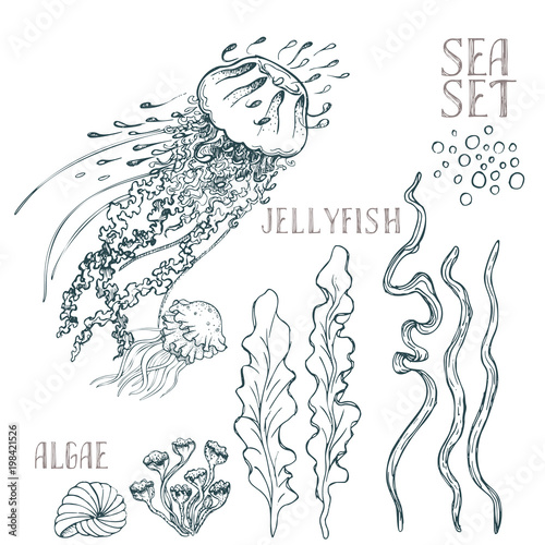 Hand drawn alga vector set on white background