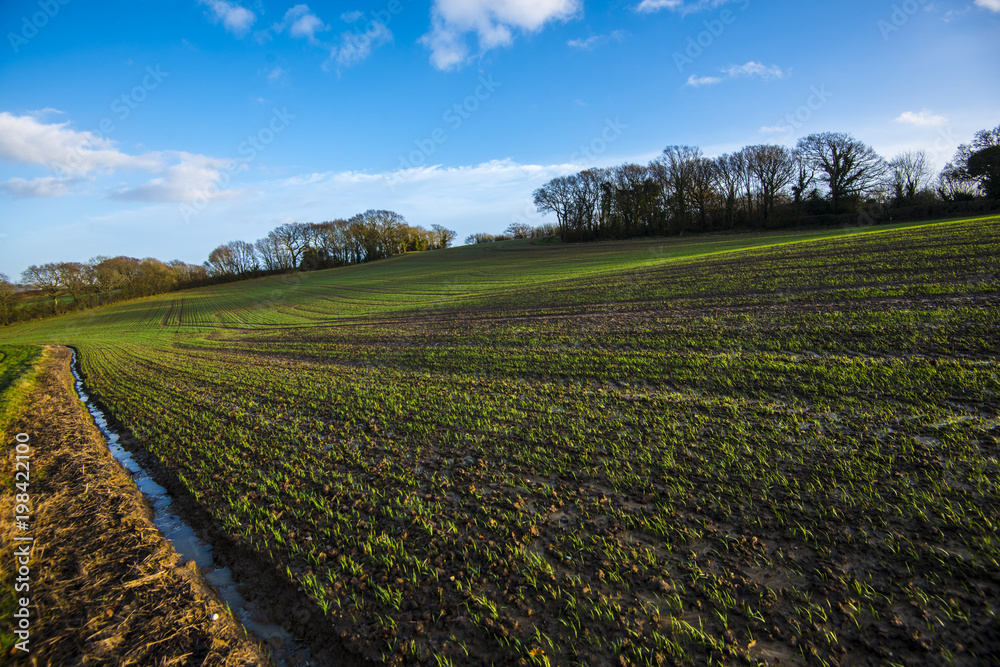 View of new crops in a farming landscape in spring in Combe Valley, East Sussex, England