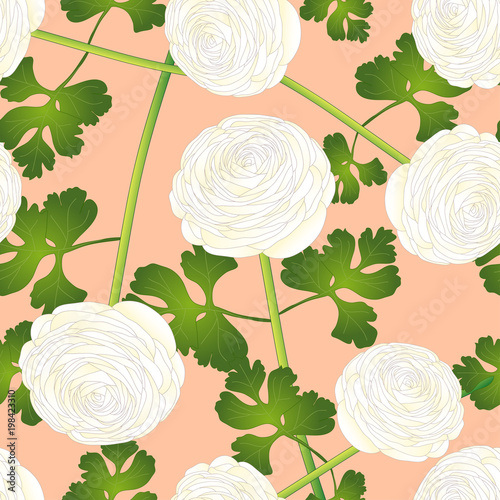 White Ranunculus Flower on ...