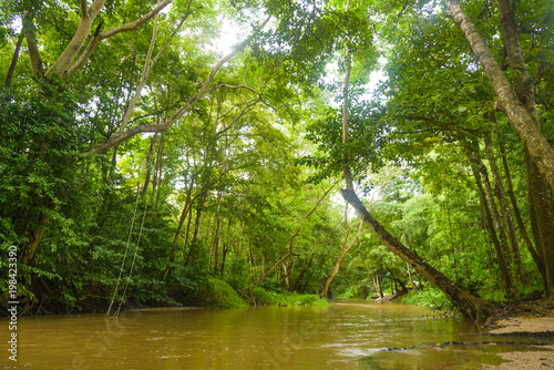 landscape abundance of Forest river in the forest