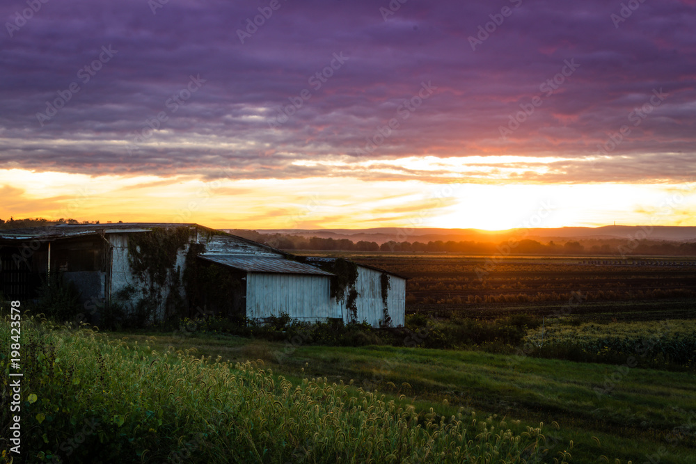 Dramatic summer sunset in ultra violet color over a humble farm in the black dirt region of Pine Island, New York