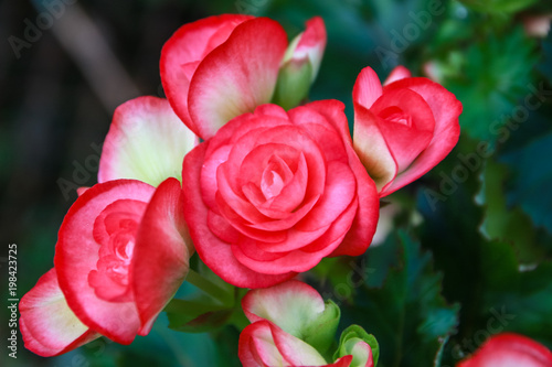 Pattern of beautiful natural  begonia flowers