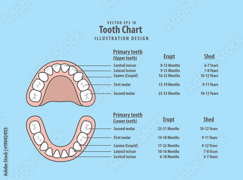 Tooth Chart Primary teeth with erupt & shed illustration vector on blue background. Dental concept.