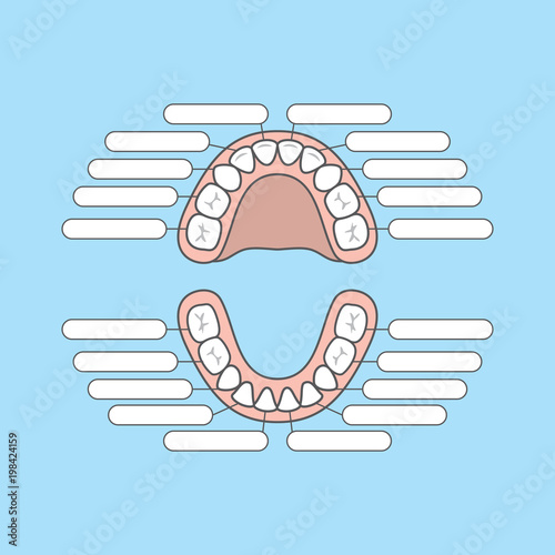 Tooth Chart Primary teeth Blank illustration vector on blue background. Dental concept.
