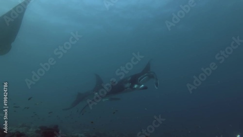 Group of Reef Manta Rays swim under water surface 
 photo