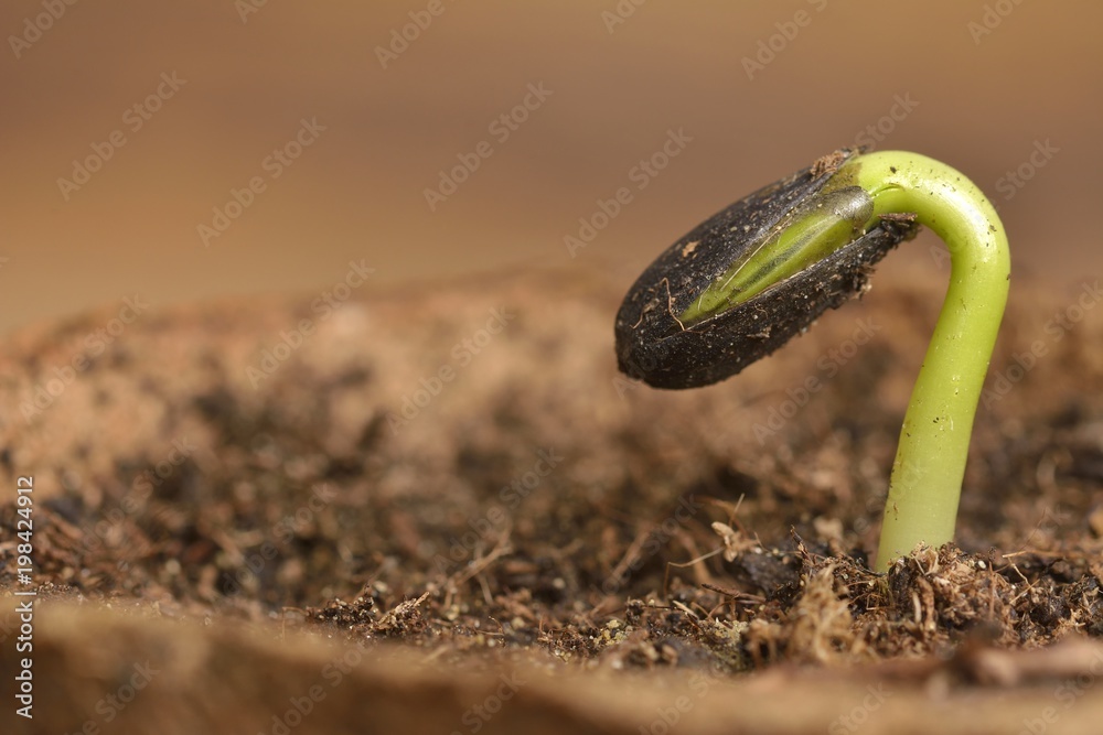 Sunflower seedling bursting from its seed casing. New life Stock Photo ...