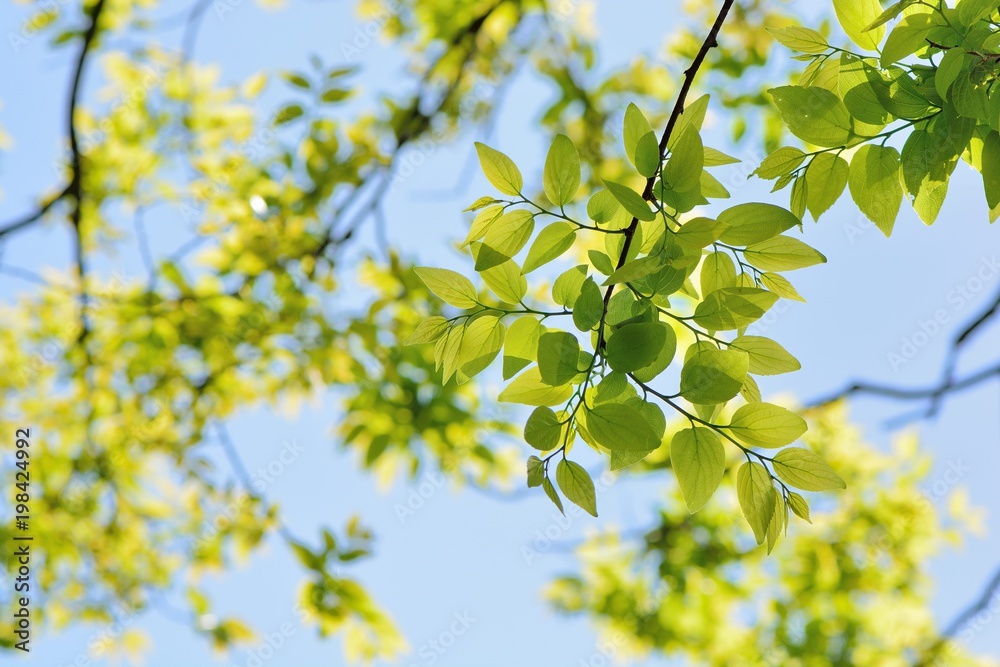 Green plant background and texture Green plant background and texture