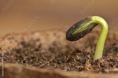 Sunflower seedling bursting from its seed casing. New life
