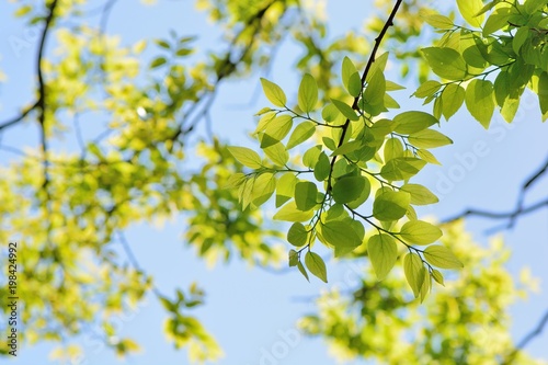 Green plant background and texture 