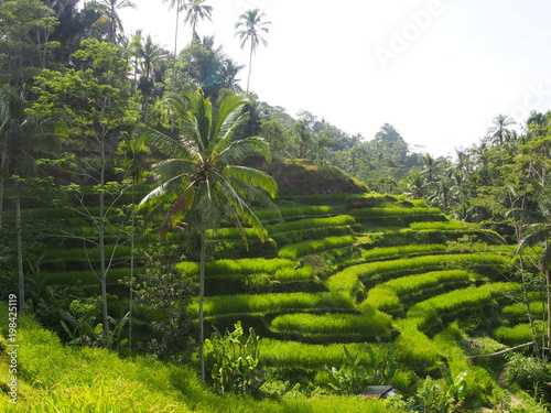 Bali Rice field 