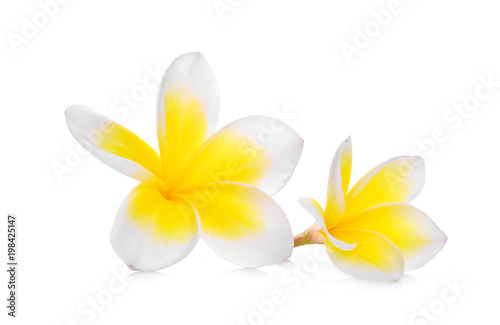 white frangipani (plumeria) flower isolated on white background © boonchuay1970
