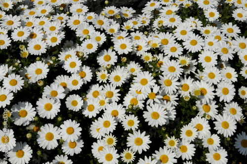 ノースポールの花