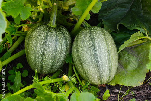 Two squash are growing in the garden.