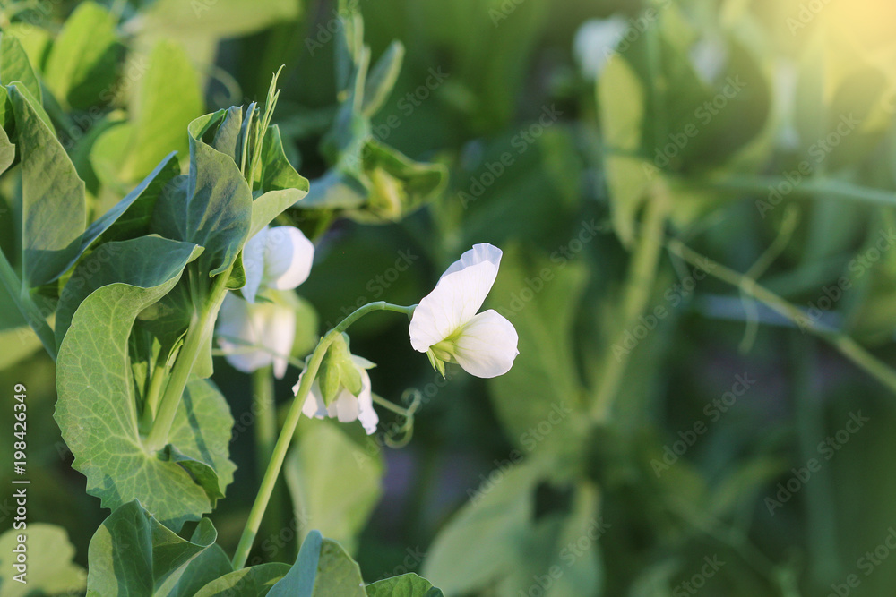 Pea plant with white flower in a garden Pea plant with white flower in a garden