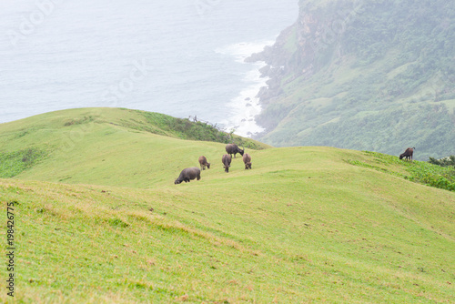 Rolling Hills of Batanes, Philippines