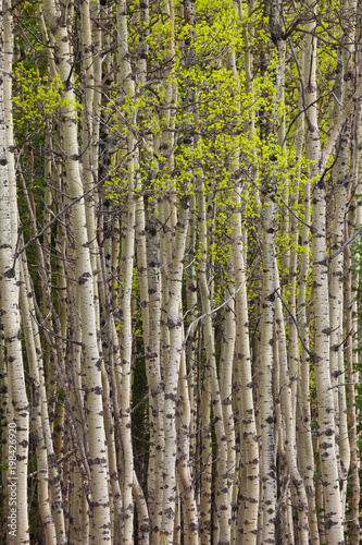 New leaves on a grove of aspen trees in springtime