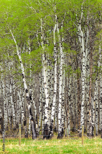 Fototapeta Naklejka Na Ścianę i Meble -  New leaves on a grove of aspen trees in springtime
