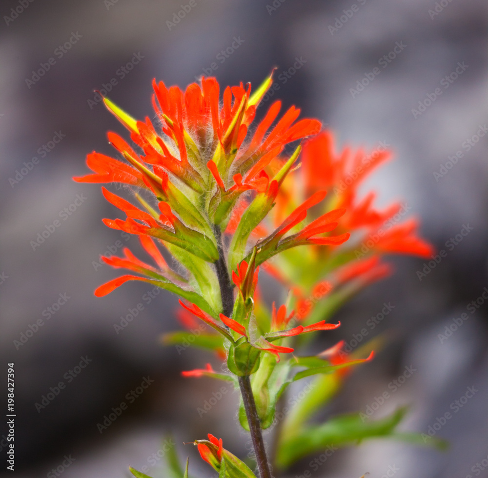 Red Indian Paintbrush wildflower isolated in nature