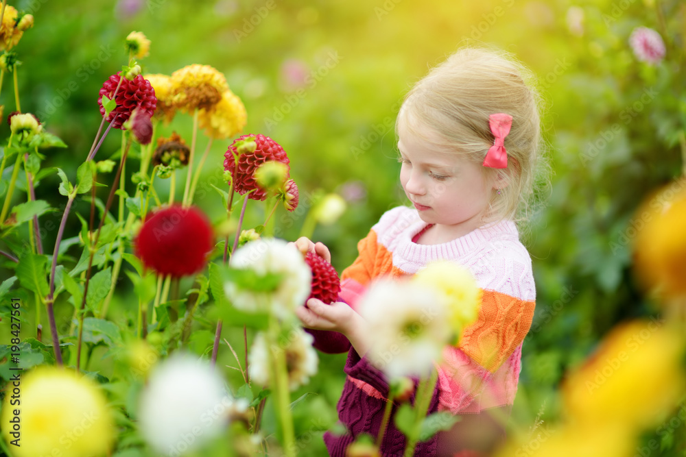Cute little girl playing in blossoming dahlia field. Child picking fresh flowers in dahlia meadow on sunny summer day Cute little girl playing in blossoming dahlia field. Child picking fresh flowers in dahlia meadow on sunny summer day