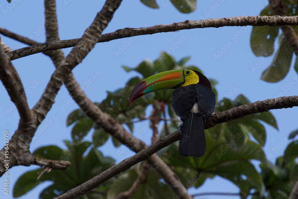 Toucan in the forest around Lamanai ruins, Belize Toucan in the forest around Lamanai ruins, Belize