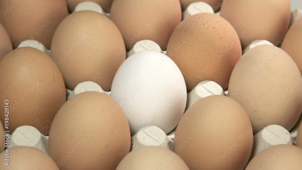 Individual White Egg with Brown Eggs In An Rotating Green Carton Egg Tray Individual White Egg with Brown Eggs In An Rotating Green Carton Egg Tray