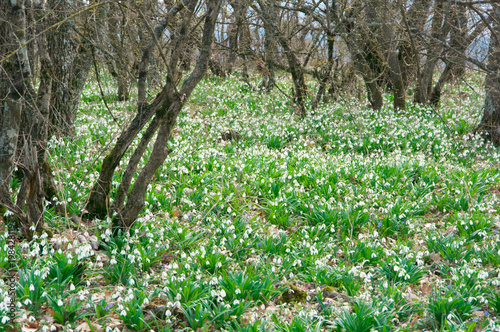 Snowdrops glade in forest