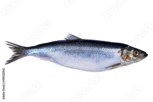 Herring fish isolated on white background. Frozen group of fish. iced atlantic fish. Herrings. Herring pattern. Herring texture. Empty space. Copy space.