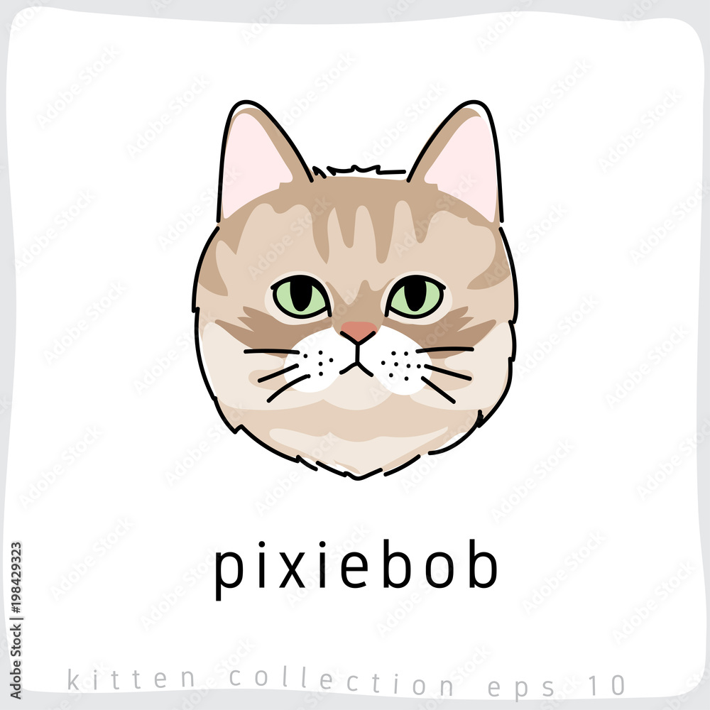 Cat breed collection : Vector Illustration Cat breed collection : Vector Illustration