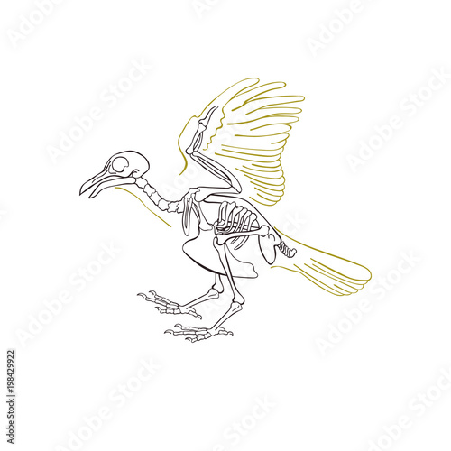 Bird skeleton. Isolated vector object on white background.