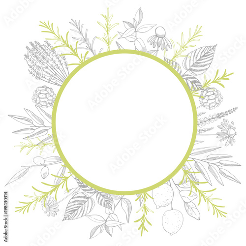Plants for natural cosmetics. Organic cosmetics. Vector frame.