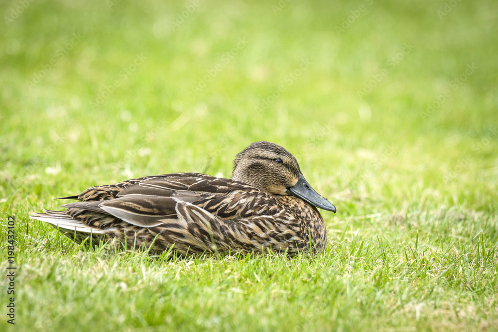 Female duck relaxing in the fresh green grass Female duck relaxing in the fresh green grass