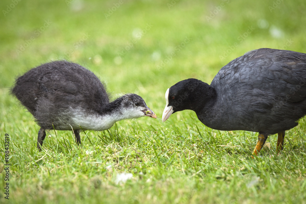 Eurasian coot feeding a chicken on green grass Eurasian coot feeding a chicken on green grass