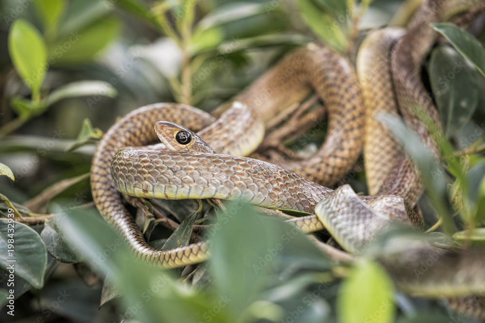 Naklejka premium Brown tree snake in a snake farm in southern Vietnam
