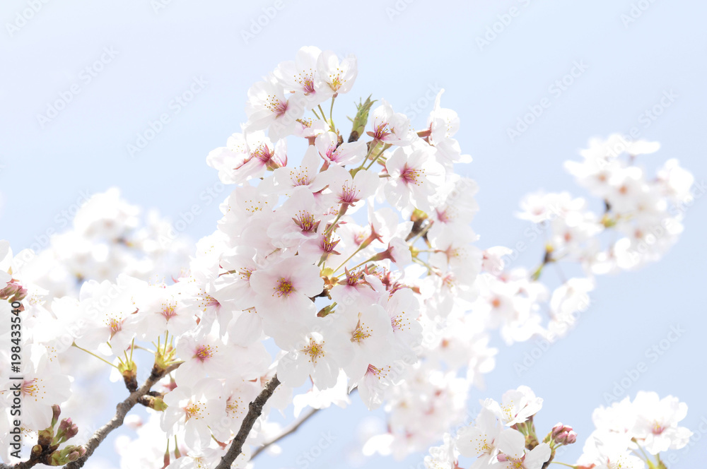 満開の桜