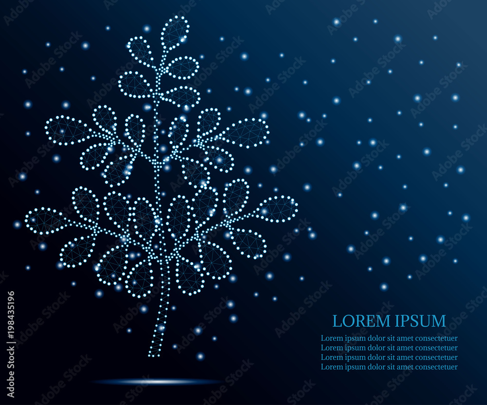 Fototapeta premium Moringa, polygon, blue stars 1