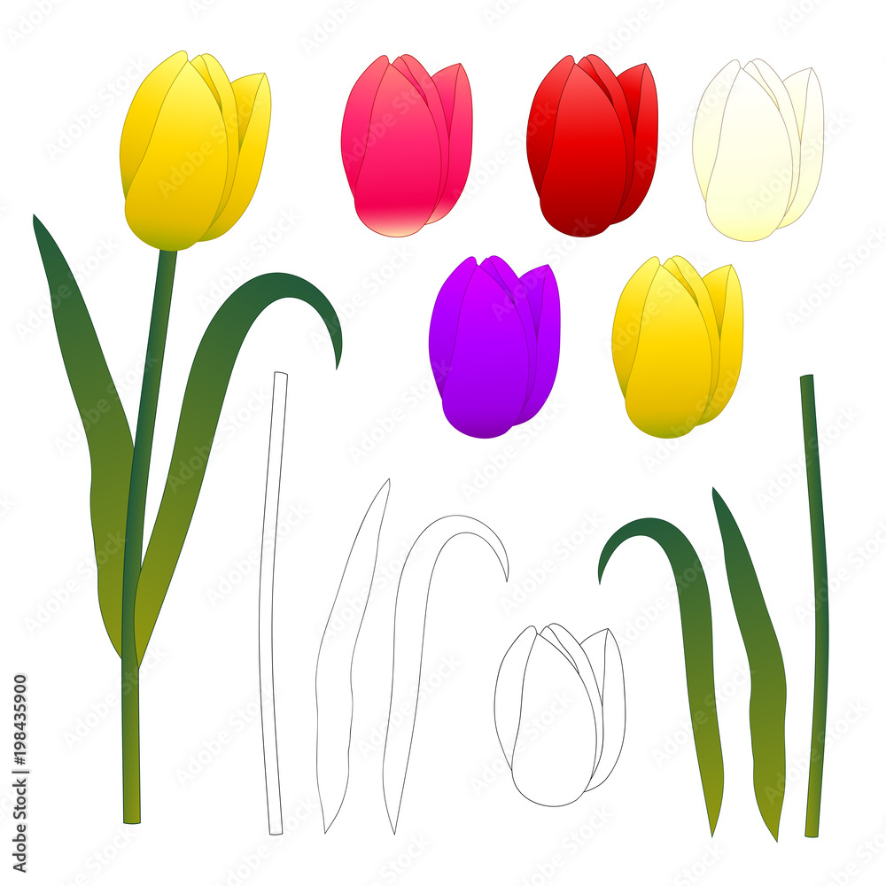Yellow Pink Red Purple White Tulips and Outline.