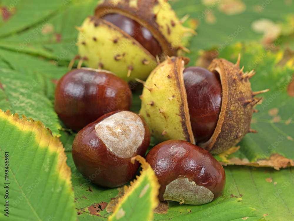 Gewöhnliche Rosskastanien, Aesculus hippocastanum Gewöhnliche Rosskastanien, Aesculus hippocastanum