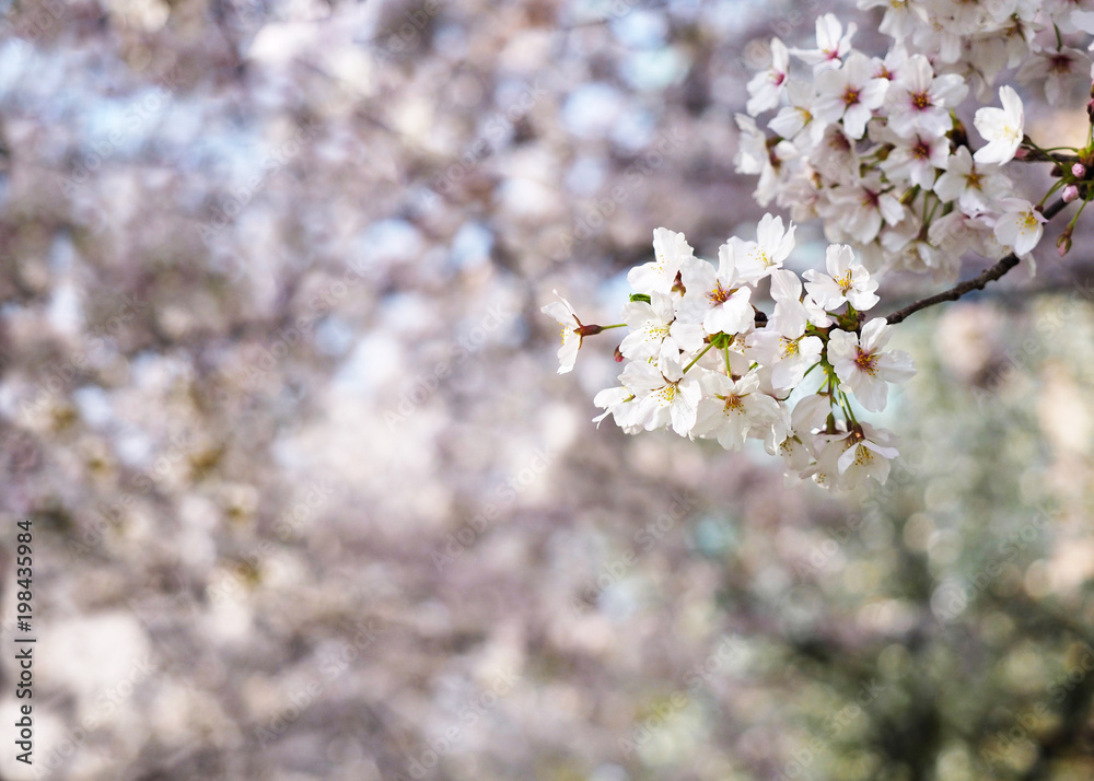 Obraz premium 桜咲く道