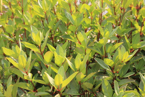 Tasmannia lanceolata or Mountain Pepper lined up translucent from warm sun light in forest