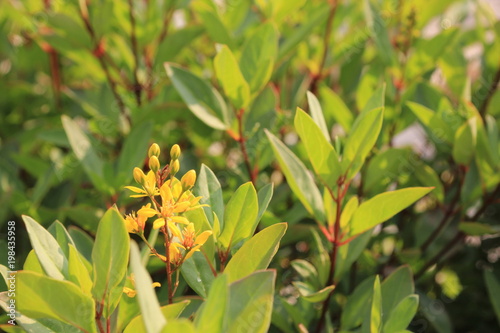 Tasmannia lanceolata or Mountain Pepper green leaves, red stems, and yellow flowers lined up translucent from warm sun light in forest