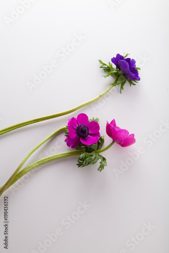 Three anemones on white background