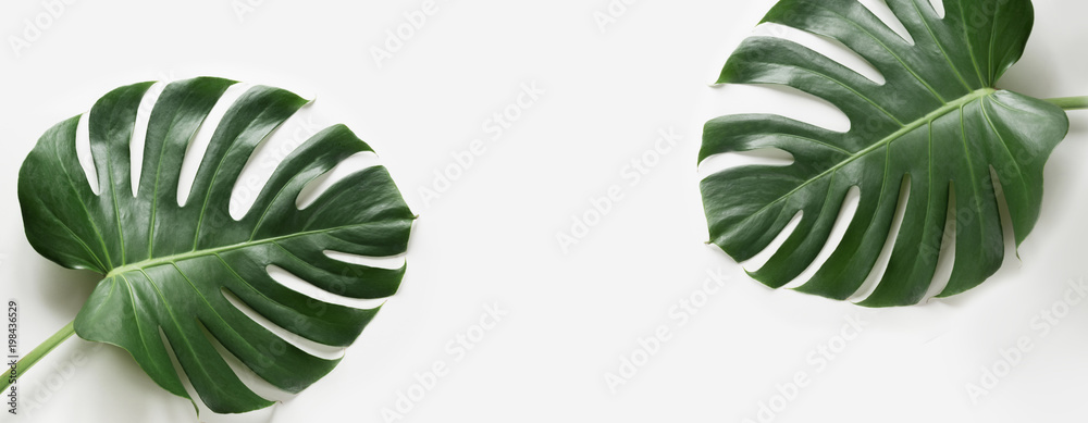 Monstera leaves plant on white background. Isolated with copy space. Banner. - obrazy, fototapety, plakaty 