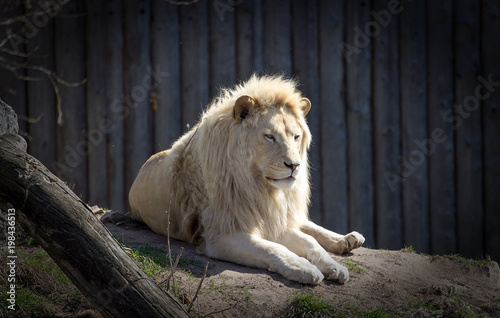 White Lion